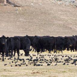 Disease in Livestock Sparks Covid Comparisons, Discussions on Weather Modifications