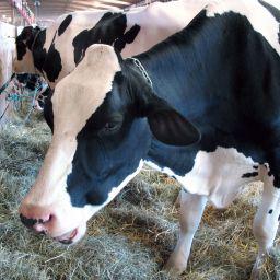 Dairy Economics & Health: Insight with Kris Bosquet