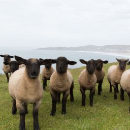 Trent Loos Explores Global Impact of Sheep Farming with Hank Vogler & Jay Truitt on His Show