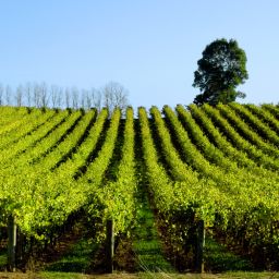 Enriching Lives Through Agriculture: Katy Jane Seaton's Vineyard Journey and Advocacy for Education
