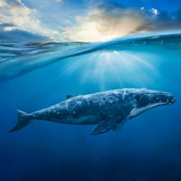 Whale Endangerment Lawsuit, Spain's Anti-Socialism Protests, and Overcoming Mistakes
